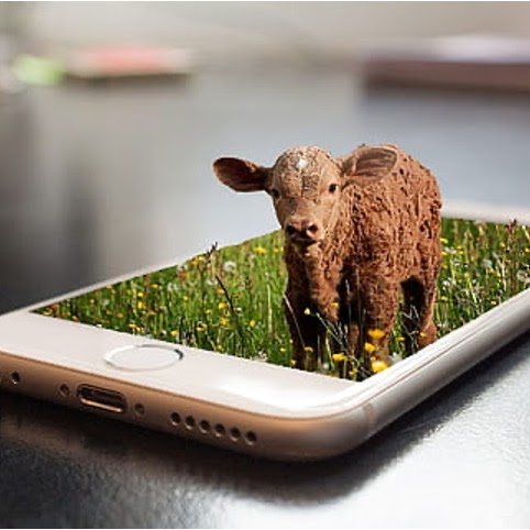 Calf standing on a smartphone screen