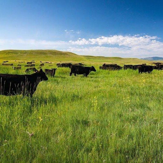 Black cattle grazing on green pasture