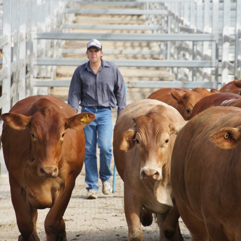 Rancher moving red cattle through a pen
